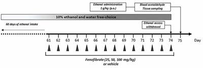 Fenofibrate Administration Reduces Alcohol and Saccharin Intake in Rats: Possible Effects at Peripheral and Central Levels